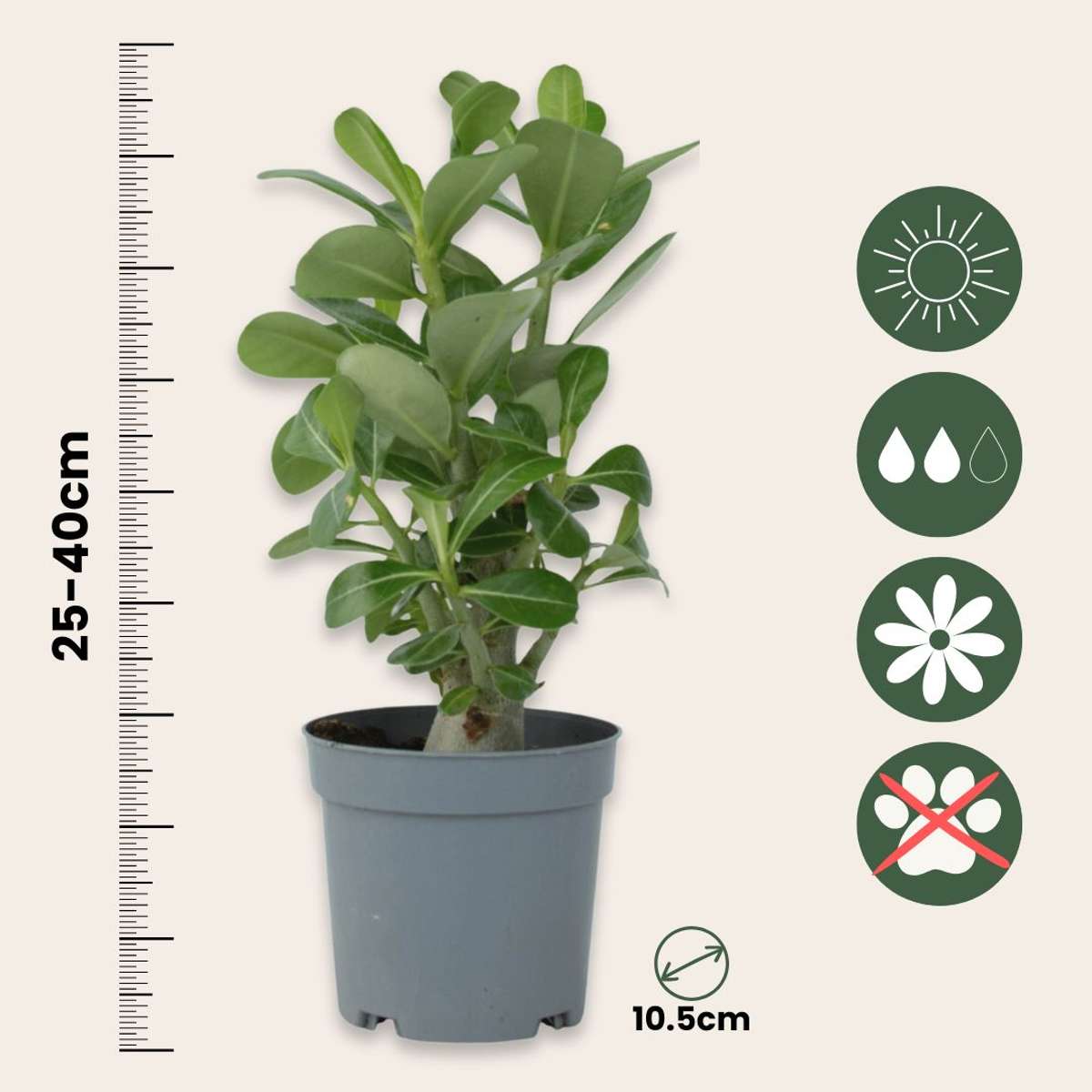 Desert rose - Adenium obesum - Height 25-40cm - ⌀10,5cm