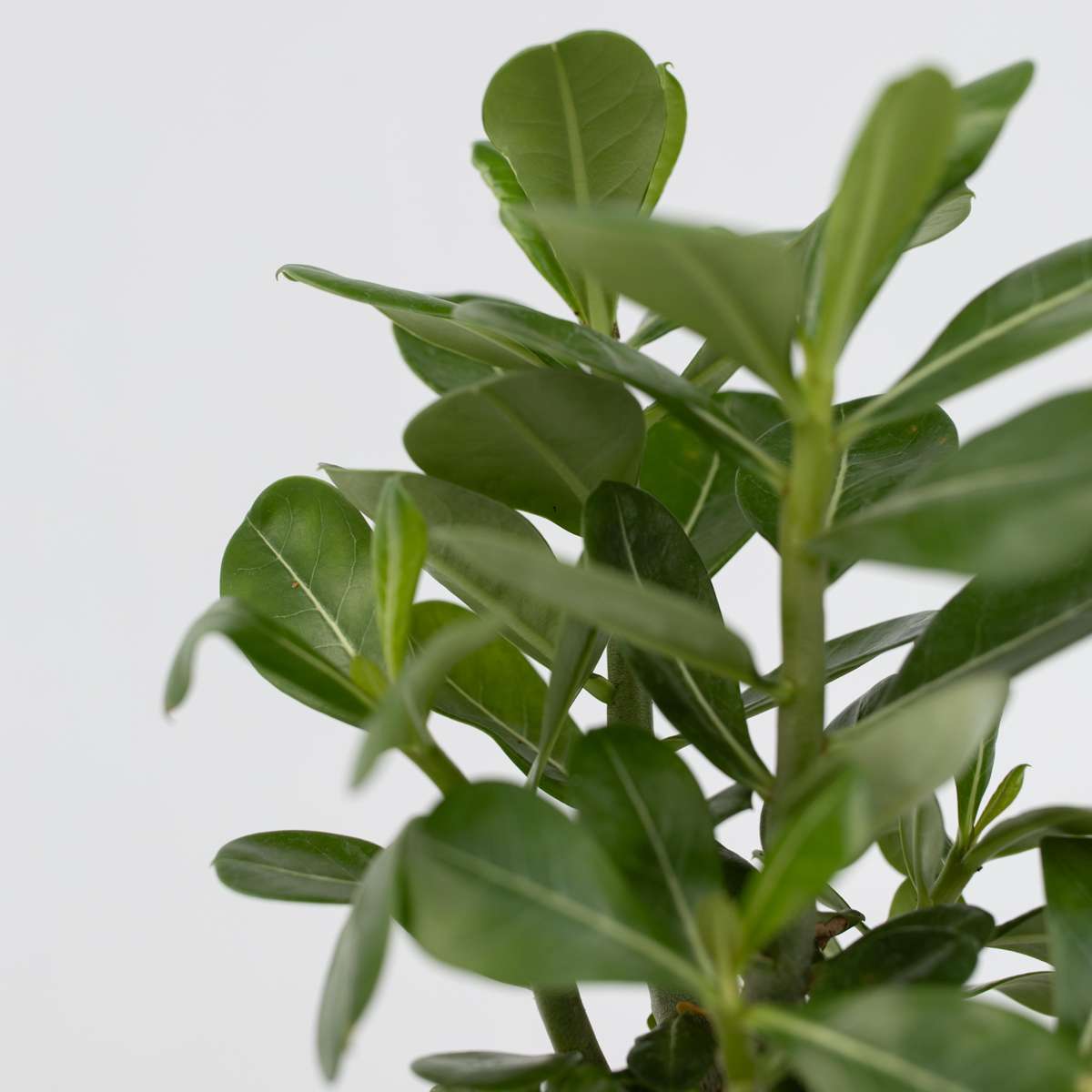 Desert rose - 4 pcs. - Adenium obesum - Height 25-40cm - ⌀10,5cm