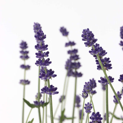Lavender - 12 pcs. - Lavandula angustifolia - Height 10-15cm - ⌀10,5cm
