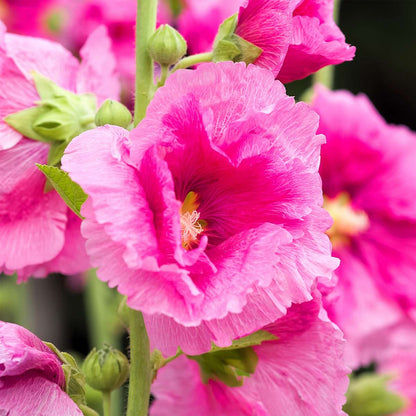 Hollyhock - 3 pcs. - Alcea rosea - Height 25-40cm - ⌀9cm