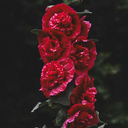 Hollyhock - 6 pcs. - Alcea rosea - Height 25-40cm - ⌀9cm