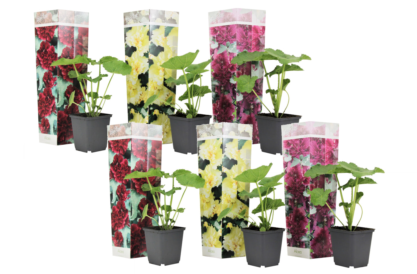 Hollyhock - 6 pcs. - Alcea rosea - Height 25-40cm - ⌀9cm