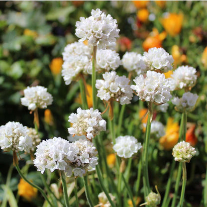 Sea Thrift - 3 pcs. - Armeria maritima 'Deep White' - Height 20-30cm - ⌀12cm