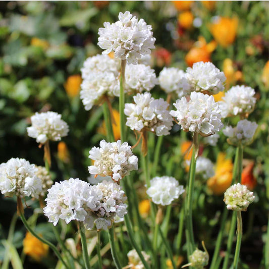 Sea Thrift - 3 pcs. - Armeria maritima 'Deep White' - Height 20-30cm - ⌀12cm