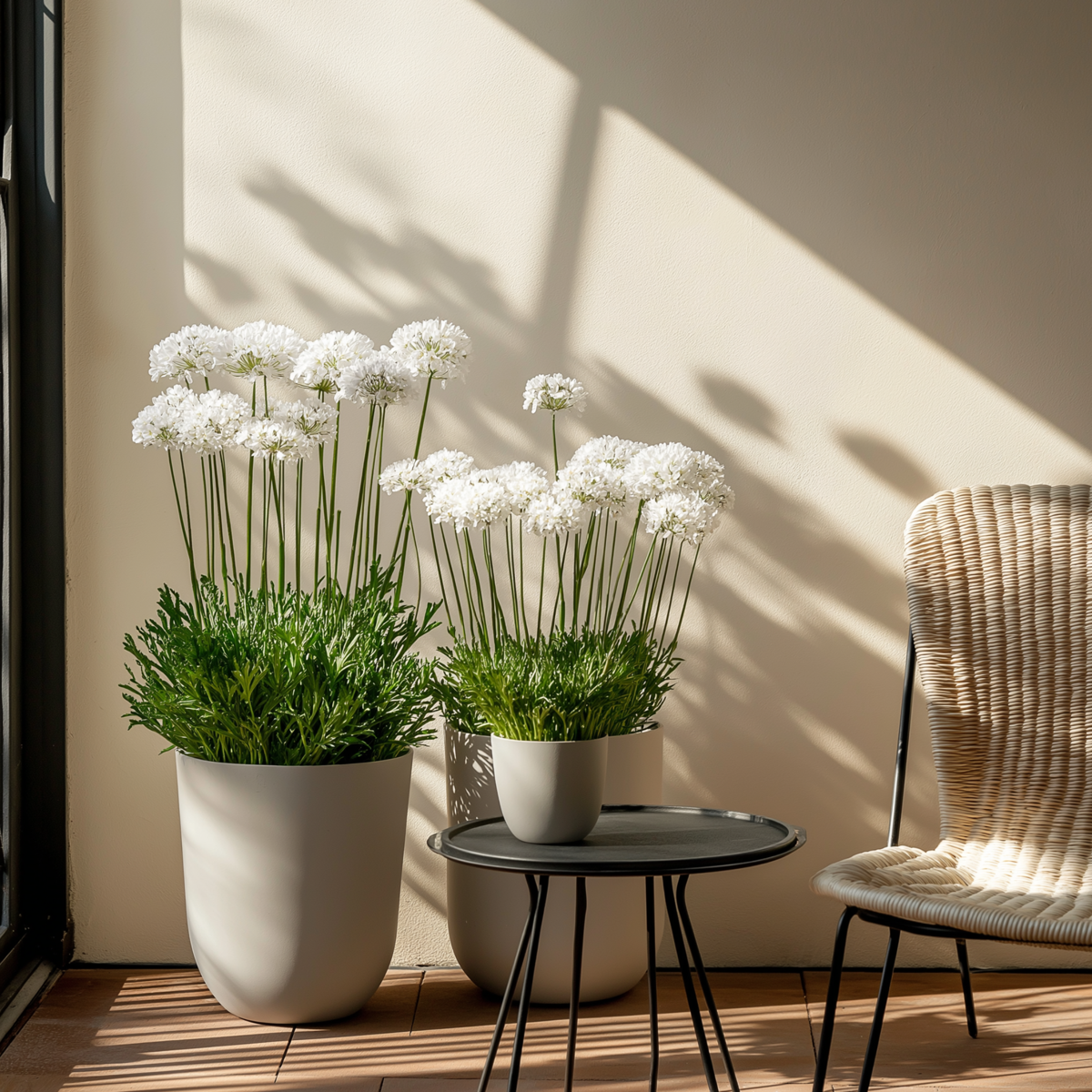 Sea Thrift - 3 pcs. - Armeria maritima 'Deep White' - Height 20-30cm - ⌀12cm