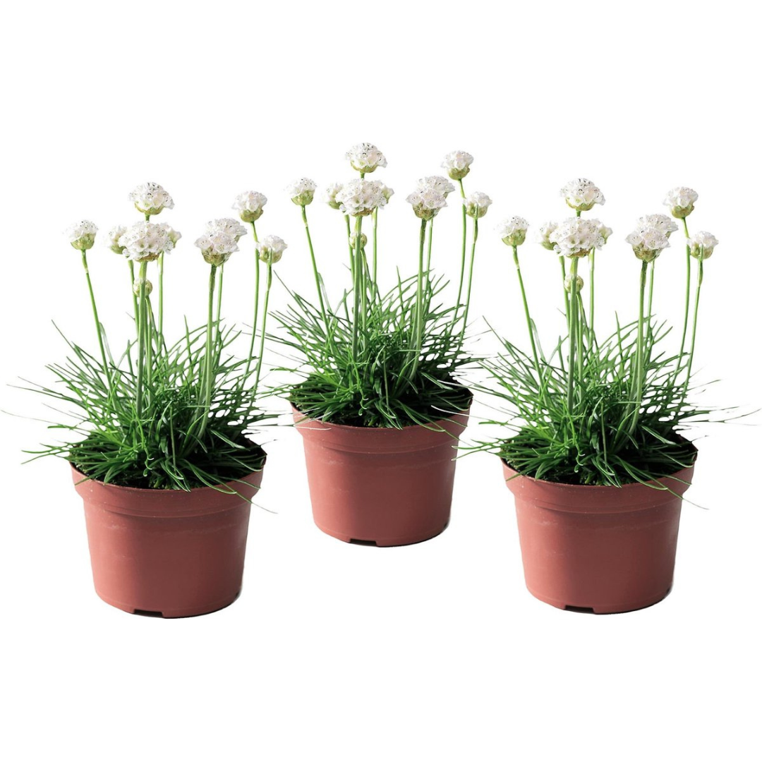 Sea Thrift - 3 pcs. - Armeria maritima 'Deep White' - Height 20-30cm - ⌀12cm