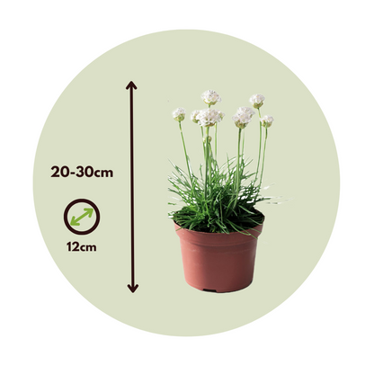 Sea Thrift - 3 pcs. - Armeria maritima 'Deep White' - Height 20-30cm - ⌀12cm