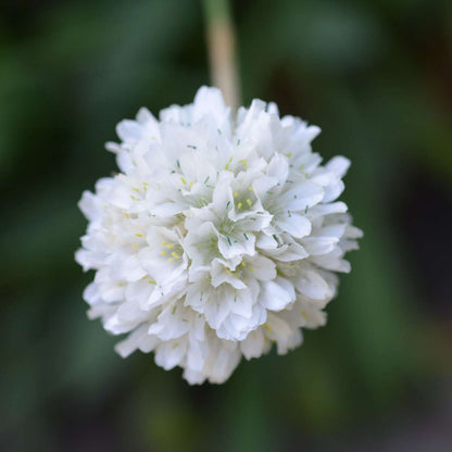 Sea Thrift - 6 pcs. - Armeria maritima 'Deep White' - Height 20-30cm - ⌀12cm