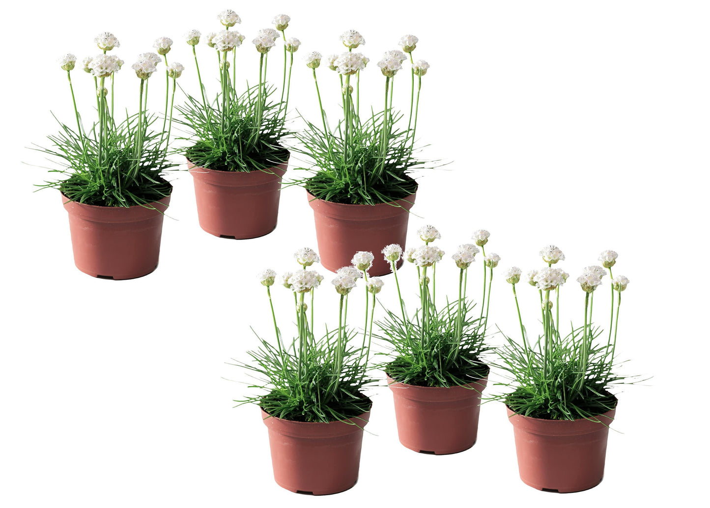 Sea Thrift - 6 pcs. - Armeria maritima 'Deep White' - Height 20-30cm - ⌀12cm