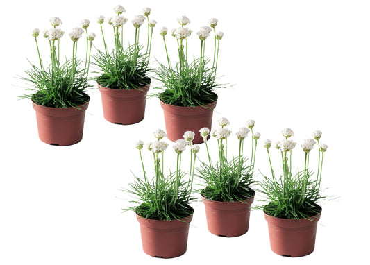Sea Thrift - 6 pcs. - Armeria maritima 'Deep White' - Height 20-30cm - ⌀12cm