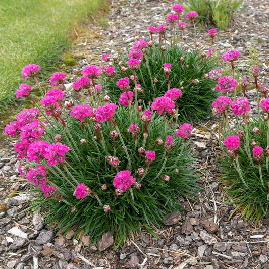 Sea Thrift - 3 pcs. - Armeria maritima 'Deep Rose' - Height 20-30cm - ⌀12cm