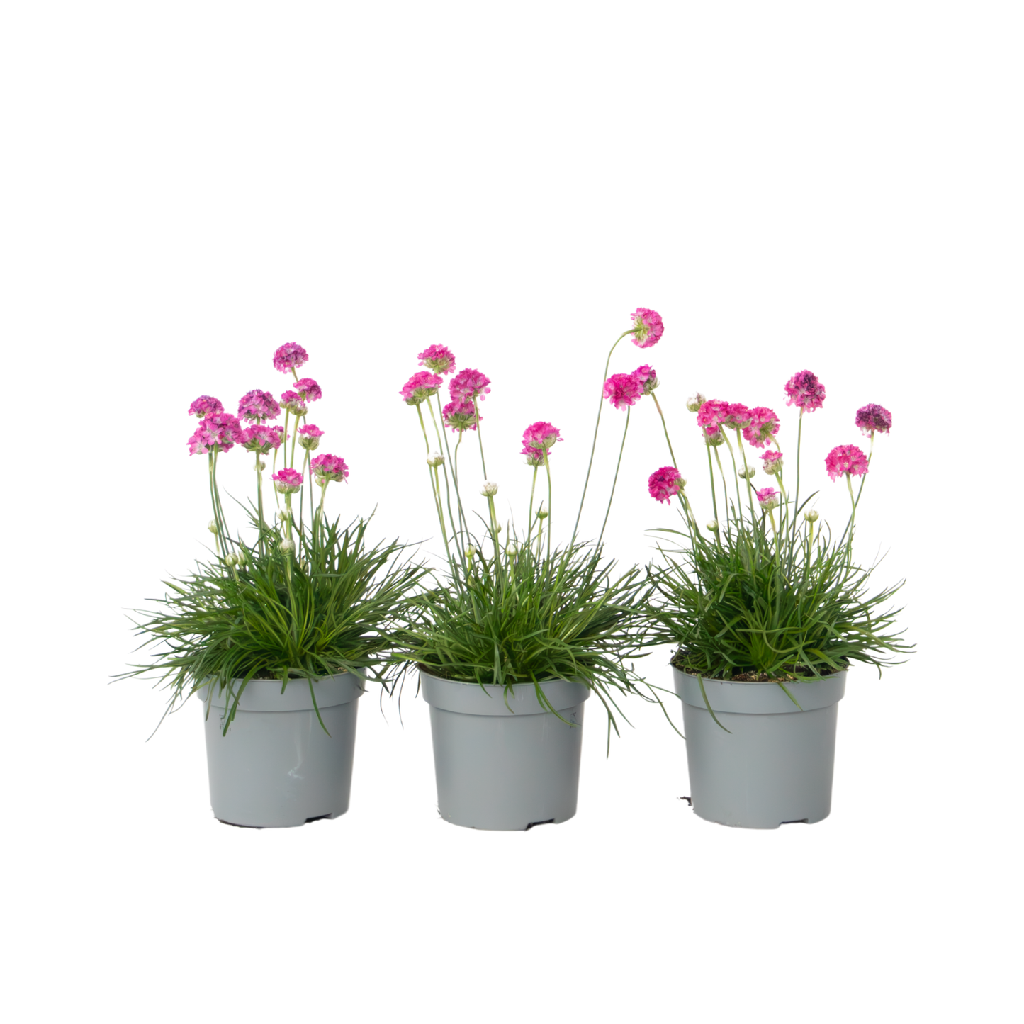 Sea Thrift - 3 pcs. - Armeria maritima 'Deep Rose' - Height 20-30cm - ⌀12cm