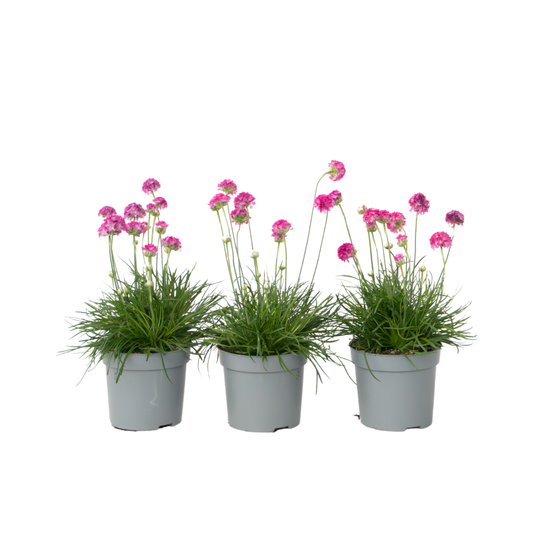 Sea Thrift - 3 pcs. - Armeria maritima 'Deep Rose' - Height 20-30cm - ⌀12cm