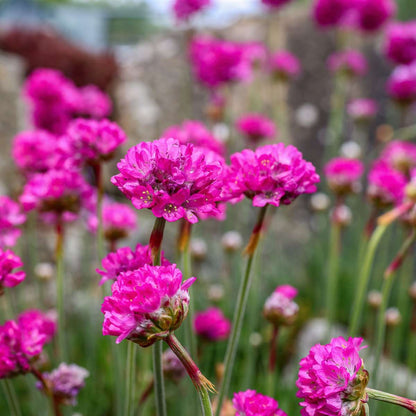 Sea Thrift - 6 pcs. - Armeria maritima 'Deep Rose' - Height 20-30cm - ⌀12cm