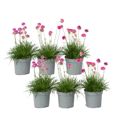 Sea Thrift - 6 pcs. - Armeria maritima 'Deep Rose' - Height 20-30cm - ⌀12cm