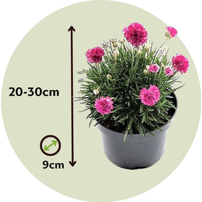Sea Thrift - 6 pcs. - Armeria maritima 'Deep Rose' - Height 20-30cm - ⌀12cm