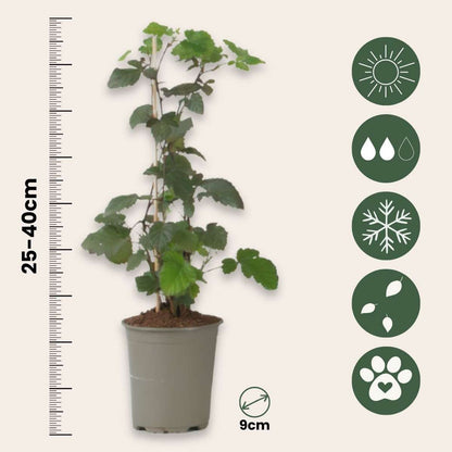 Blackcurrant - 3 pcs - Ribes Nigrum - Height 25-40cm - ⌀9cm
