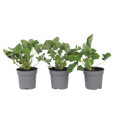 Strawberry plant - 3 pcs. - Fragaria x ananassa 'Roman' - Height 15-20cm - ⌀9cm
