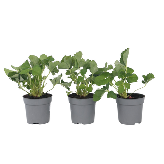 Strawberry plant - 3 pcs. - Fragaria x ananassa 'Roman' - Height 15-20cm - ⌀9cm