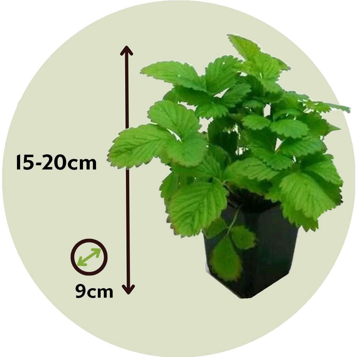 Strawberry plant - 3 pcs. - Fragaria x ananassa 'Roman' - Height 15-20cm - ⌀9cm