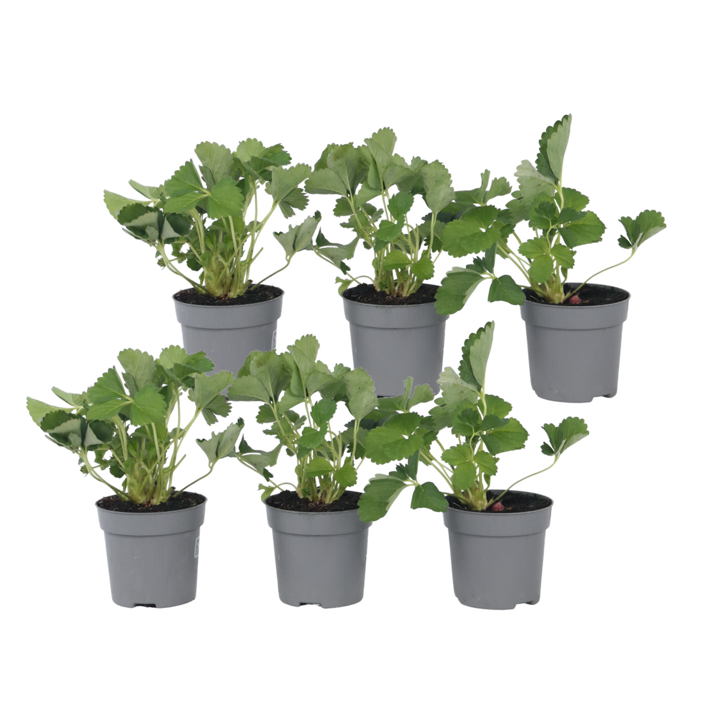 Strawberry plant - 6 pcs. - Fragaria x ananassa 'Roman' - Height 15-20cm - ⌀9cm