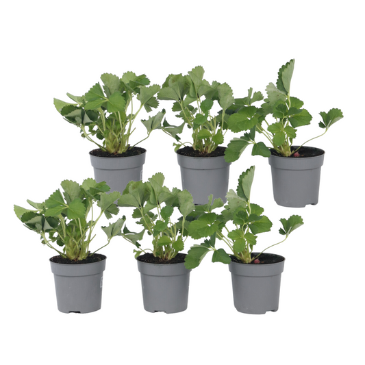 Strawberry plant - 6 pcs. - Fragaria x ananassa 'Roman' - Height 15-20cm - ⌀9cm