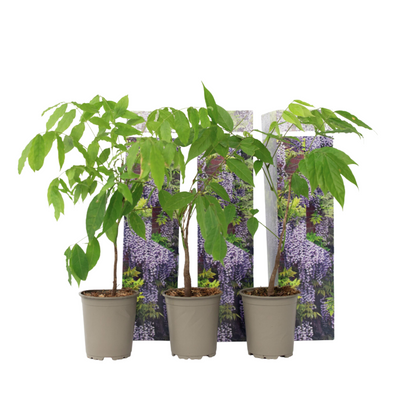 Chinese wisteria - 3 pcs. - Wisteria sinensis - Height 25-40cm - ⌀9cm
