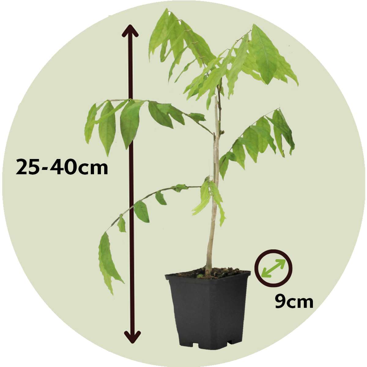 Chinese wisteria - 3 pcs. - Wisteria sinensis - Height 25-40cm - ⌀9cm