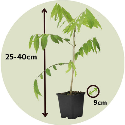 Chinese wisteria - 3 pcs. - Wisteria sinensis - Height 25-40cm - ⌀9cm