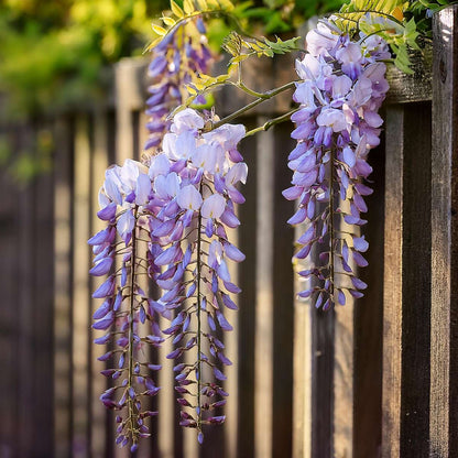 Chinese wisteria - 6 pcs. - Wisteria sinensis - Height 25-40cm - ⌀9cm