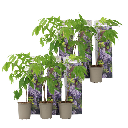 Chinese wisteria - 6 pcs. - Wisteria sinensis - Height 25-40cm - ⌀9cm