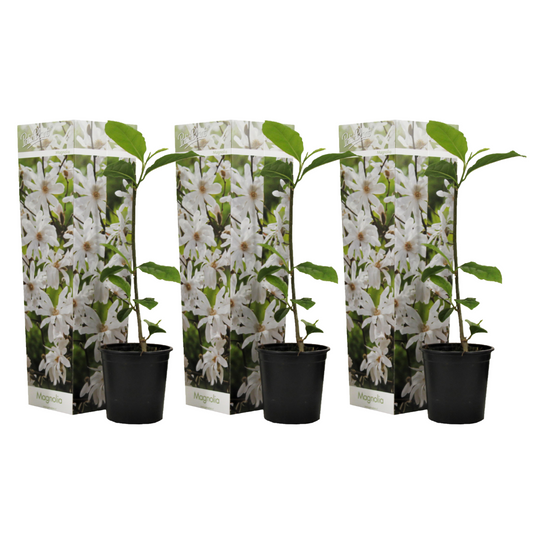Magnolias - 3 pcs. - Magnolia 'Stellata' - Height 25-40cm - ⌀9cm