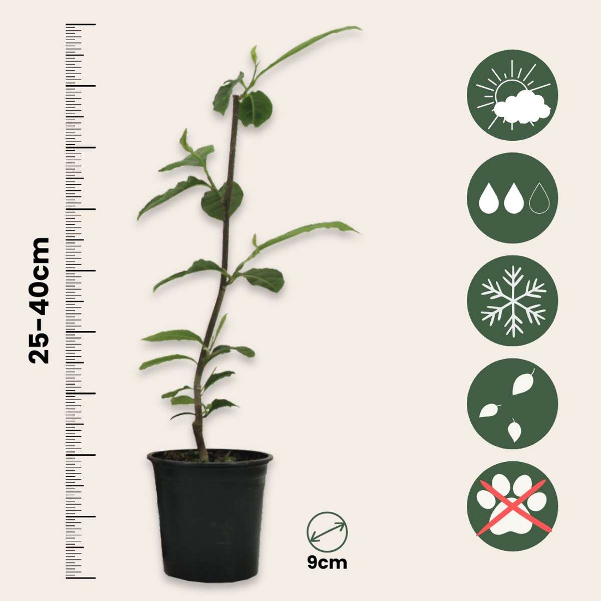 Magnolias - 3 pcs. - Magnolia 'Soulangea' - Height 25-40cm - ⌀9cm