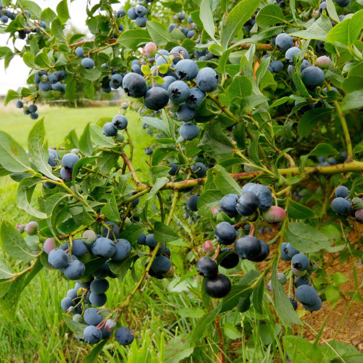 Blueberry - 6 pcs. - Vaccinium corymbosum 'Sunshine Blue' - H25-40cm - ⌀9cm