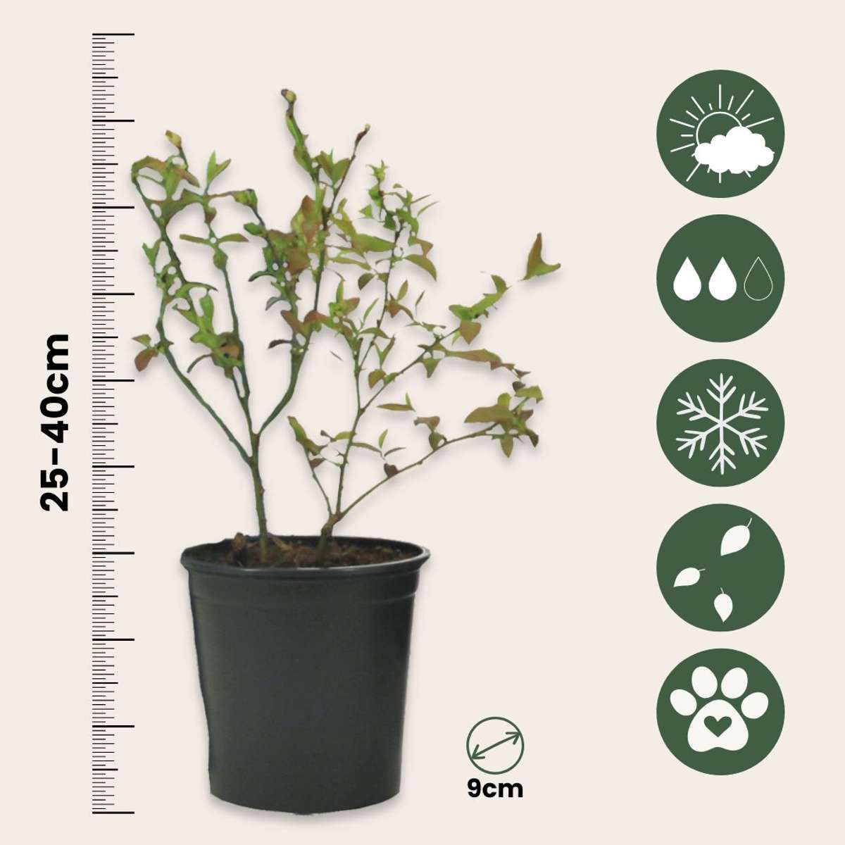 Blueberry - 6 pcs. - Vaccinium corymbosum 'Sunshine Blue' - H25-40cm - ⌀9cm