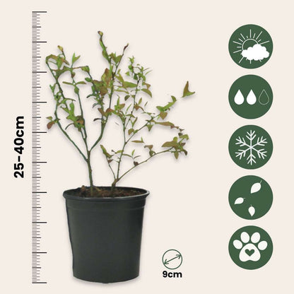 Blueberry - 6 pcs. - Vaccinium corymbosum 'Sunshine Blue' - H25-40cm - ⌀9cm