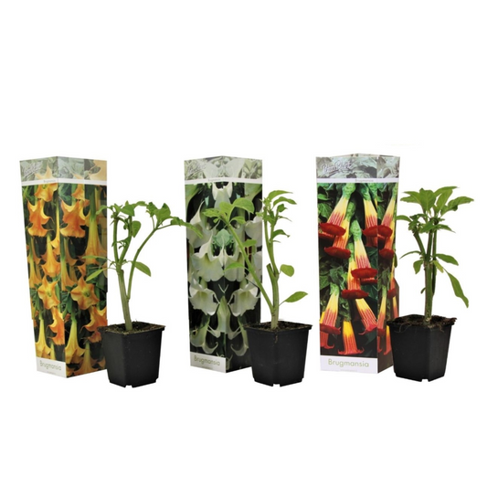 Angel's Trumpets - 3 pcs. - Brugmansia - Height 25-40cm - ⌀9cm