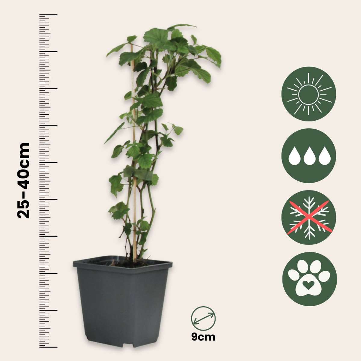 Angel's Trumpets - 6 pcs. - Brugmansia - Height 25-40cm - ⌀9cm
