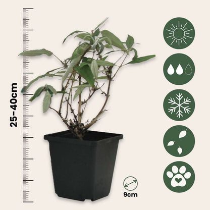 Summer lilac - 3 pcs. - Buddleja davidii 'Pink Delight' - Height 25-40cm - ⌀9cm