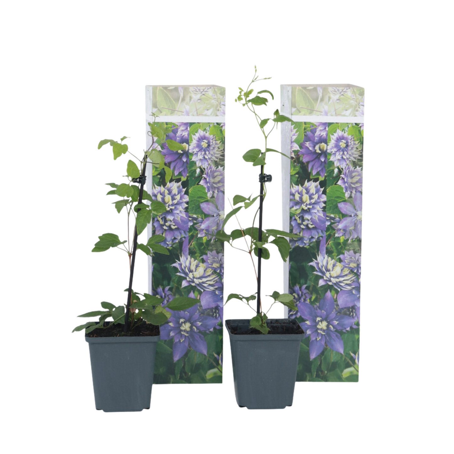 Leather flower - 2 pcs. - Clematis hybrid 'Taiga' - Height 25-40cm - ⌀9cm