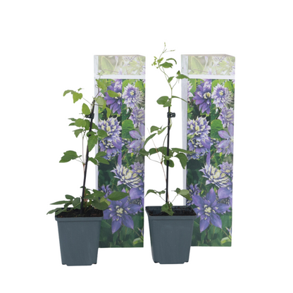 Leather flower - 2 pcs. - Clematis hybrid 'Taiga' - Height 25-40cm - ⌀9cm