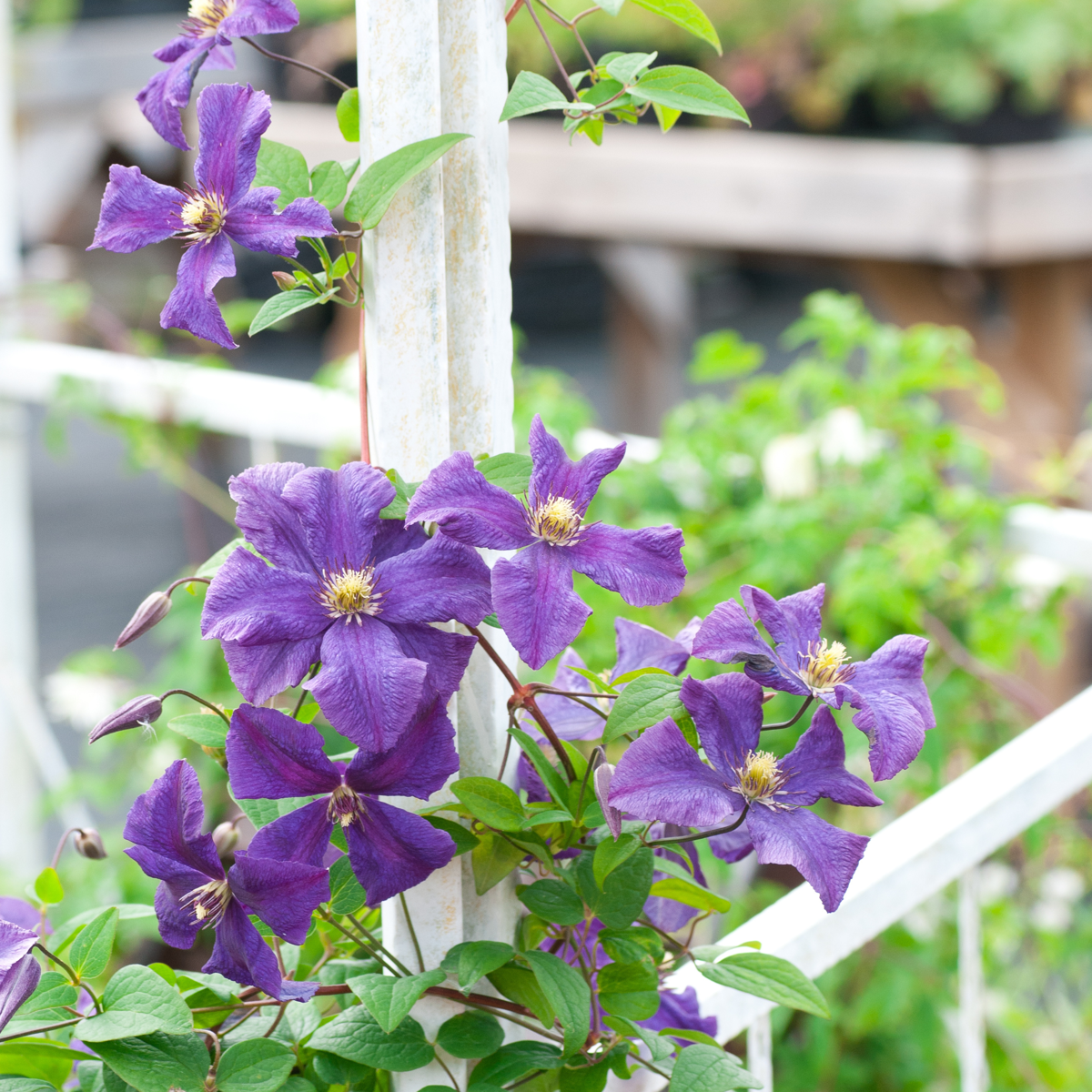 Leather flower - 4 pcs. - Clematis hybrid 'Taiga' - Height 25-40cm - ⌀9cm