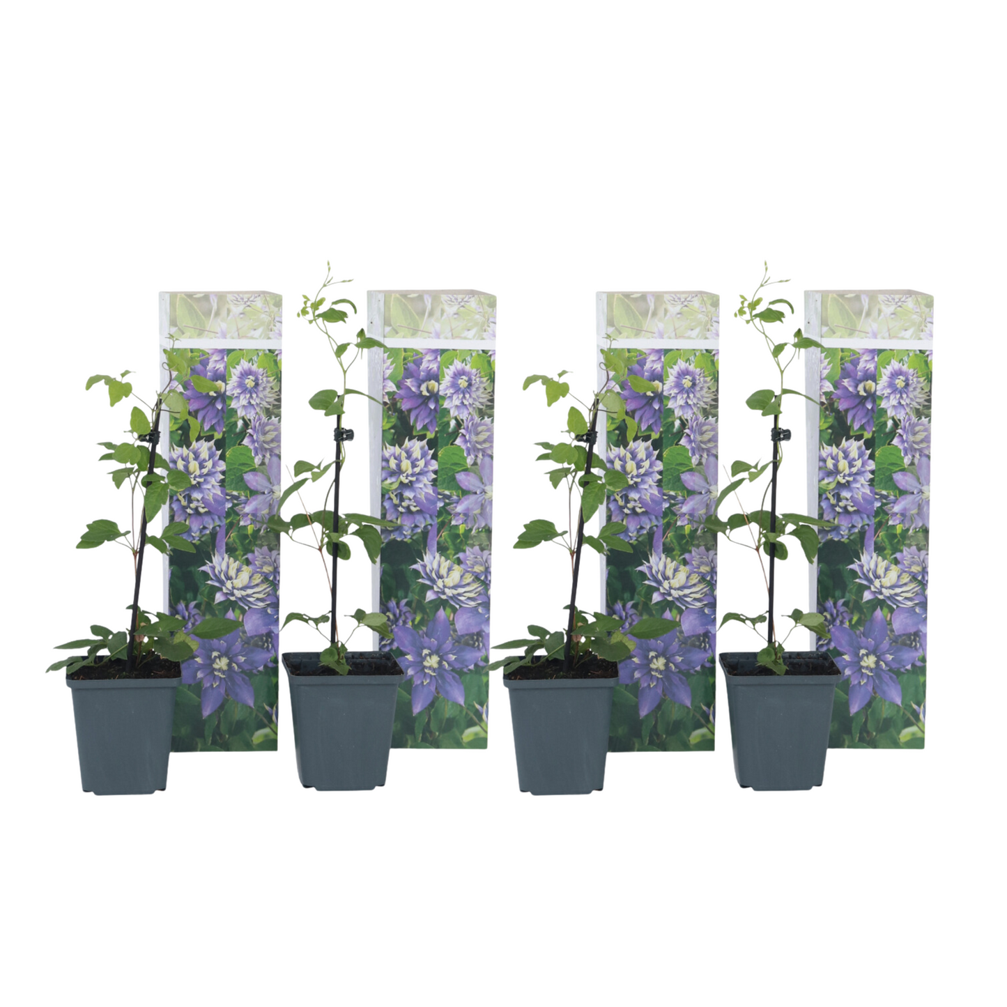 Leather flower - 4 pcs. - Clematis hybrid 'Taiga' - Height 25-40cm - ⌀9cm