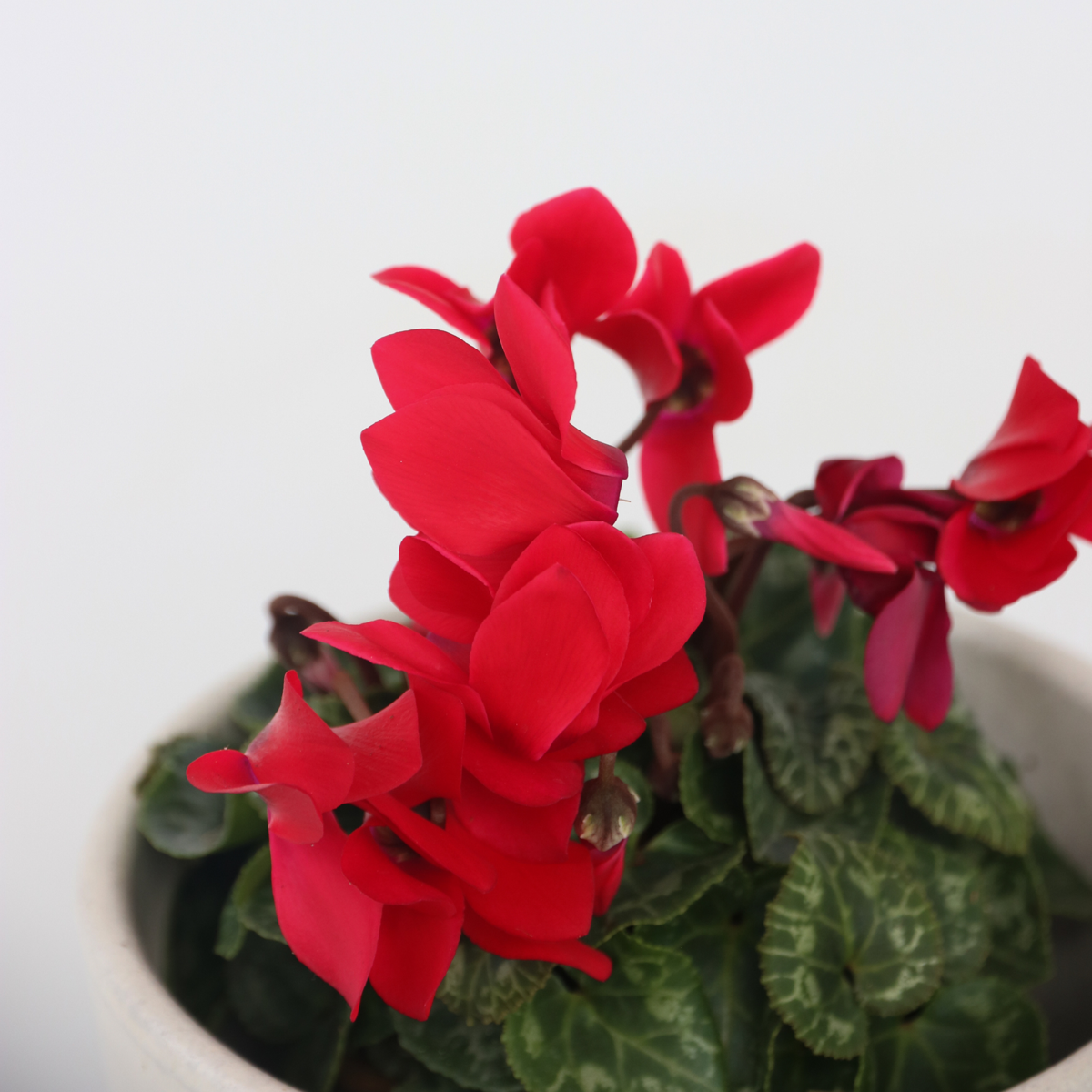 Florists' Cyclamen - 3 pcs. - Cyclamen persicum - Height 10-20cm - ⌀9cm
