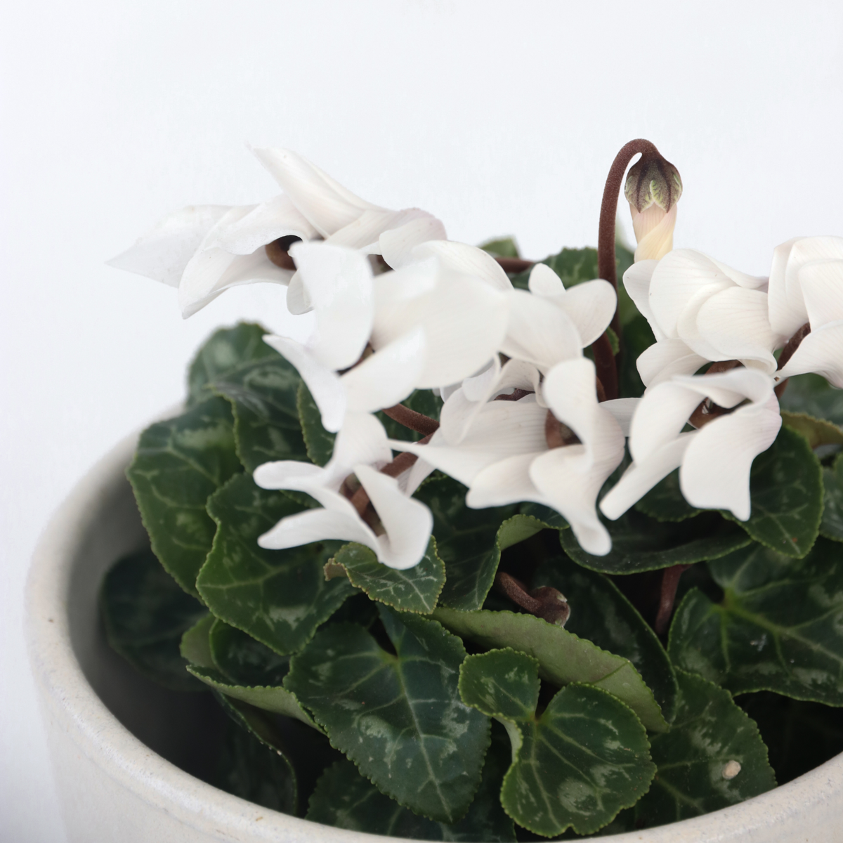 Florists' Cyclamen - 3 pcs. - Cyclamen persicum - Height 10-20cm - ⌀9cm