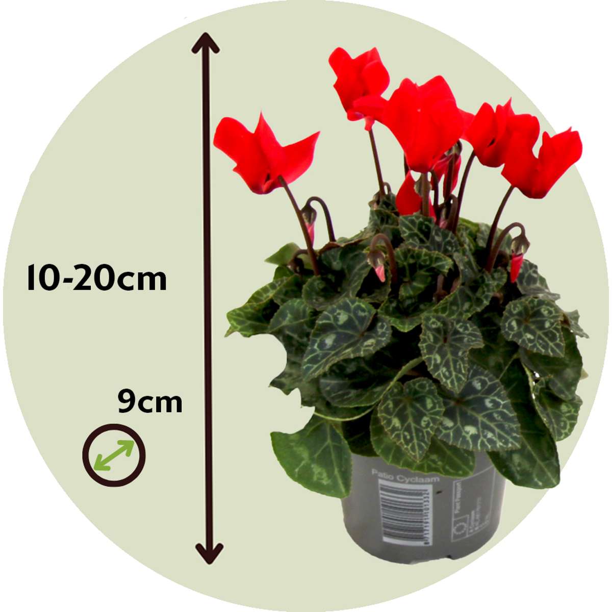 Florists' Cyclamen - 3 pcs. - Cyclamen persicum - Height 10-20cm - ⌀9cm