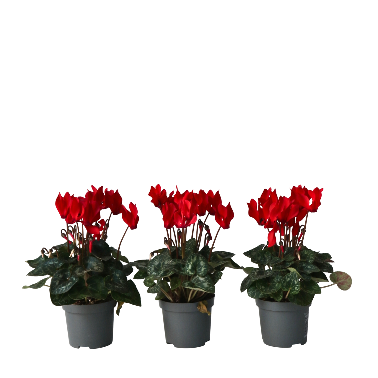 Cyclamen - 6 pcs. - Cyclamen persicum 'Winfall Scarlet' - Height 10-20cm - ⌀9cm
