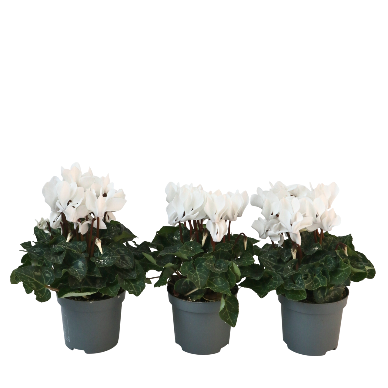 Cyclamen - 3 pcs. - Cyclamen persicum 'Metis White' - Height 10-20cm - ⌀9cm