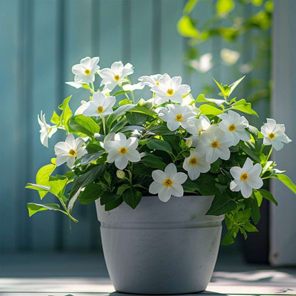 Mandevilla - 3 pcs. - Dipladenia sanderii 'Rio White' - Height 25-40cm - ⌀9cm