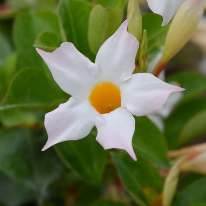 Mandevilla - 3 pcs. - Dipladenia sanderii 'Rio White' - Height 25-40cm - ⌀9cm
